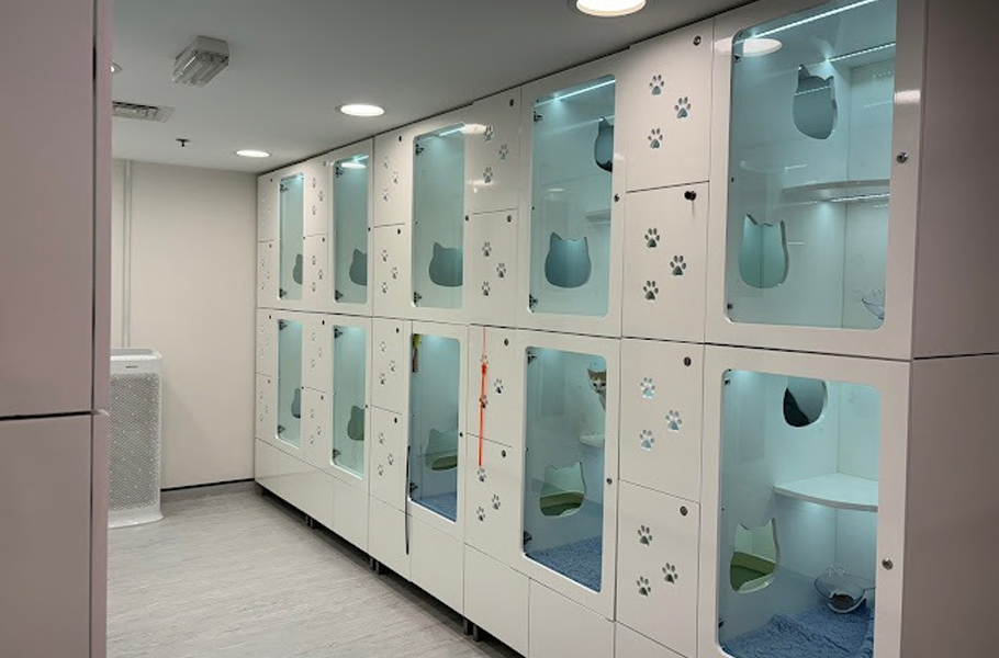 Pet boarding in Qatar Where to leave your pets when