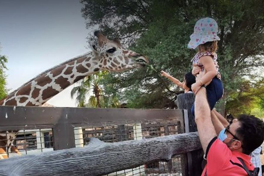 Where to find animal interactions in Qatar