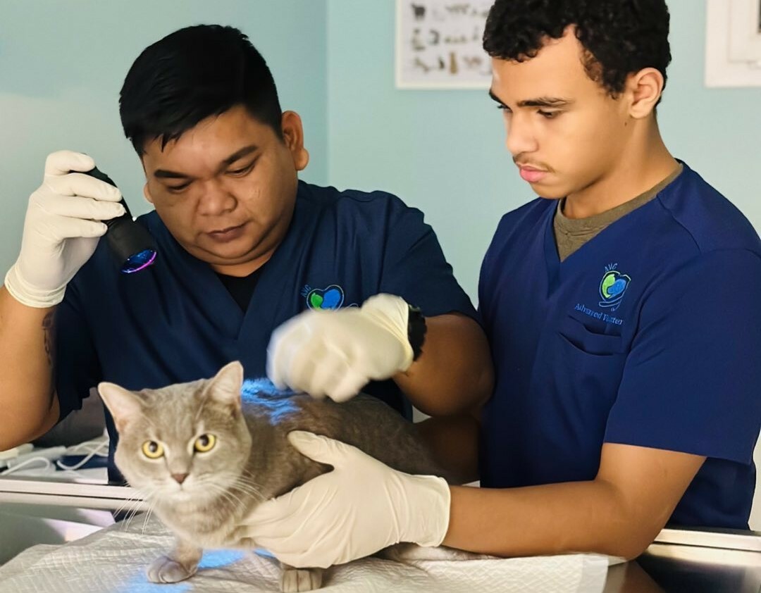 Veterinary clinics & services in Qatar
