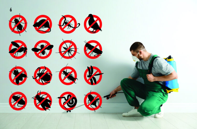 Kate Pest Control in Qatar