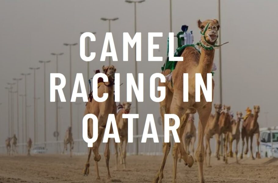 Camel Racing in Qatar | ILoveQatar.net
