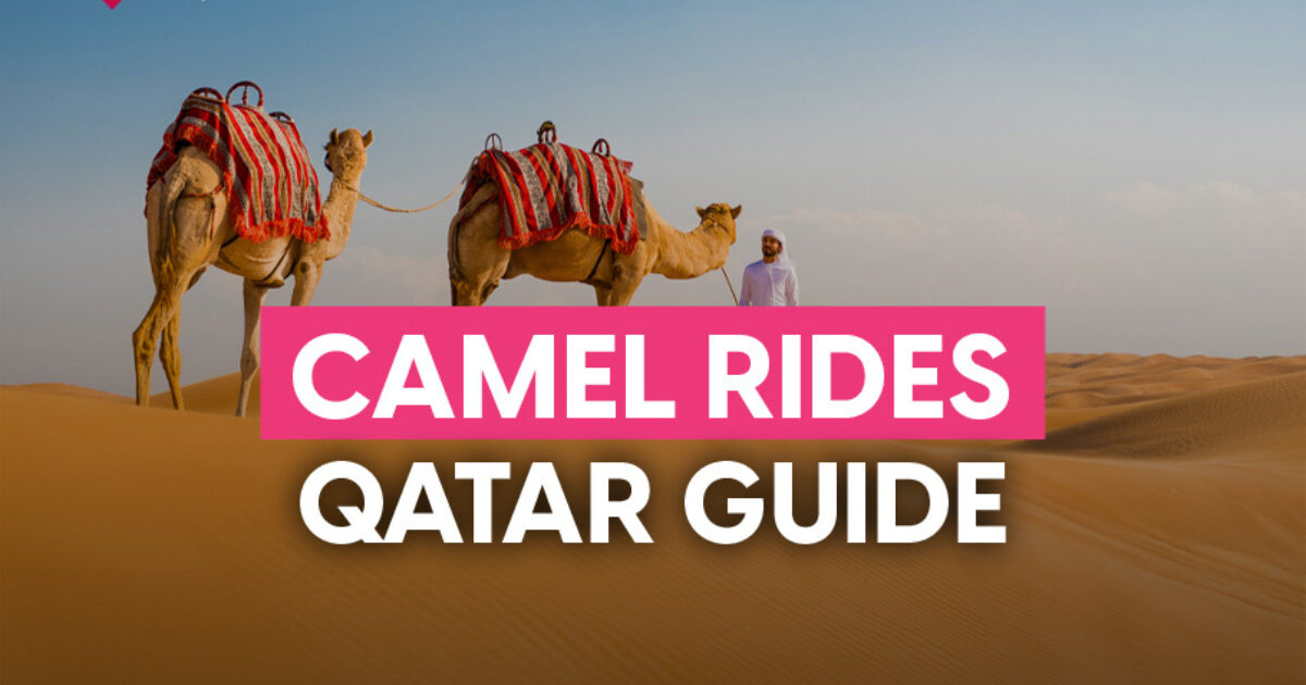 ILoveQatar.net | Where to find camel rides in Qatar