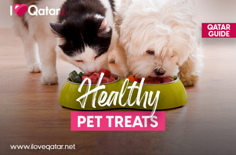 Places to buy healthy treats for pets in Qatar