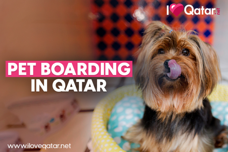 Pet boarding in Qatar: Where to leave your pets when you go on vacation