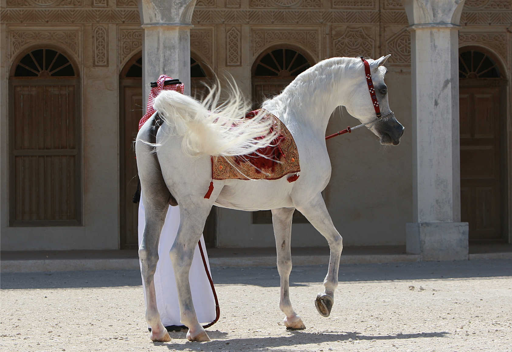 ILoveQatar.net | Al Adeed, a legendary Qatari champion horse