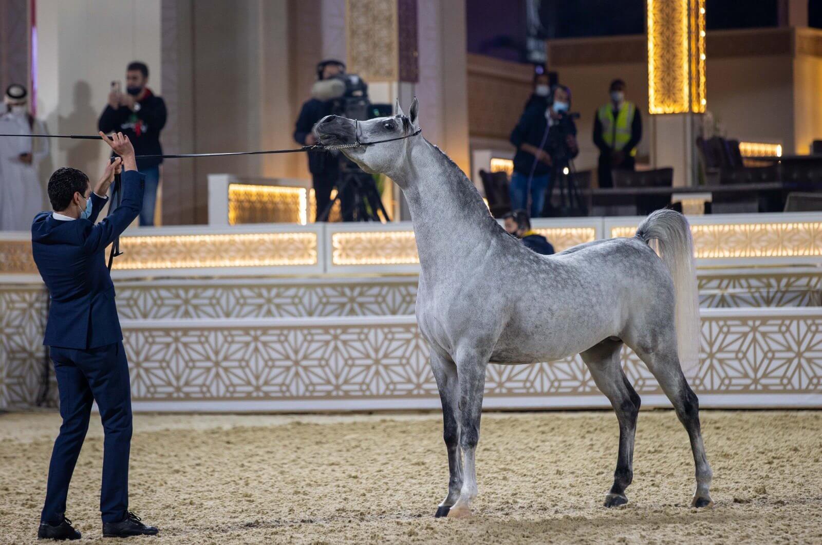 7 reasons why you will absolutely love the Katara International Arabian Horse Festival 2021