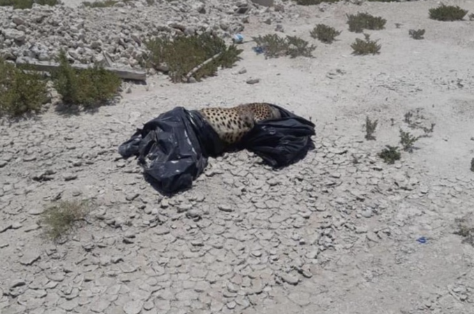 Cheetah-found-dead-in-a-bin-bag-2
