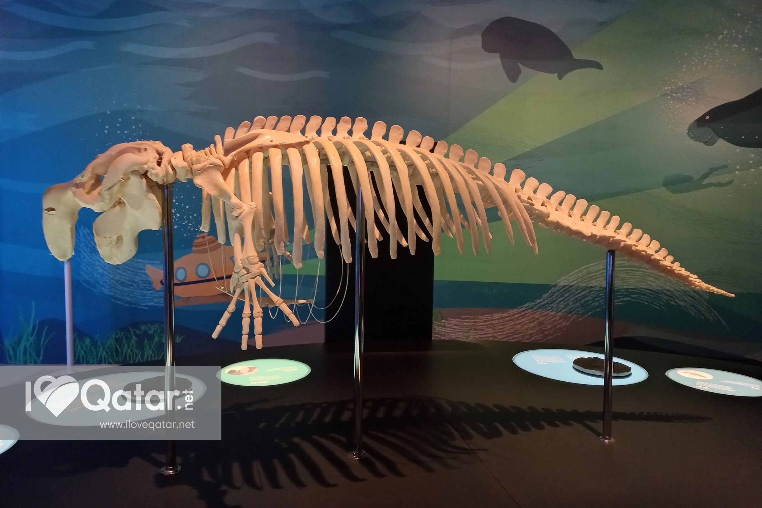 Here's why you shouldn't miss NMoQ's Dugong exhibition