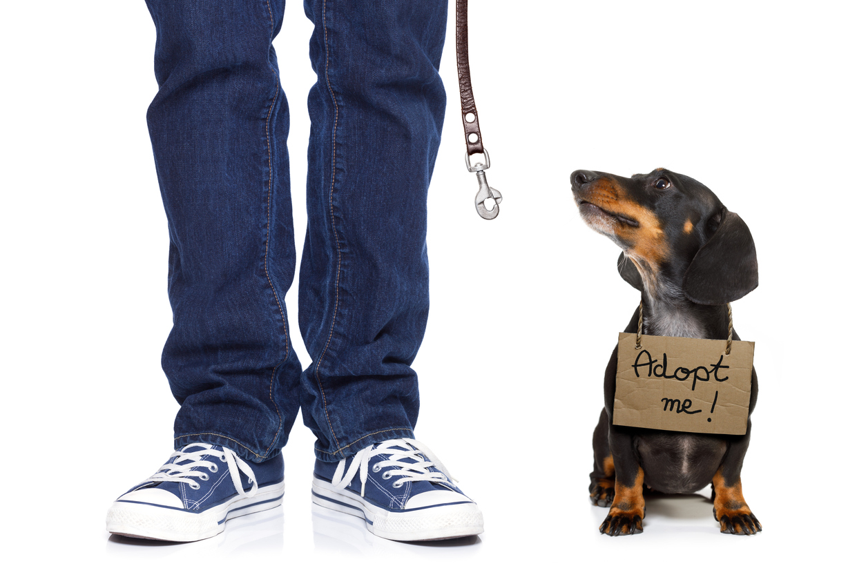 Paws Rescue Qatar Standing up for the animals!