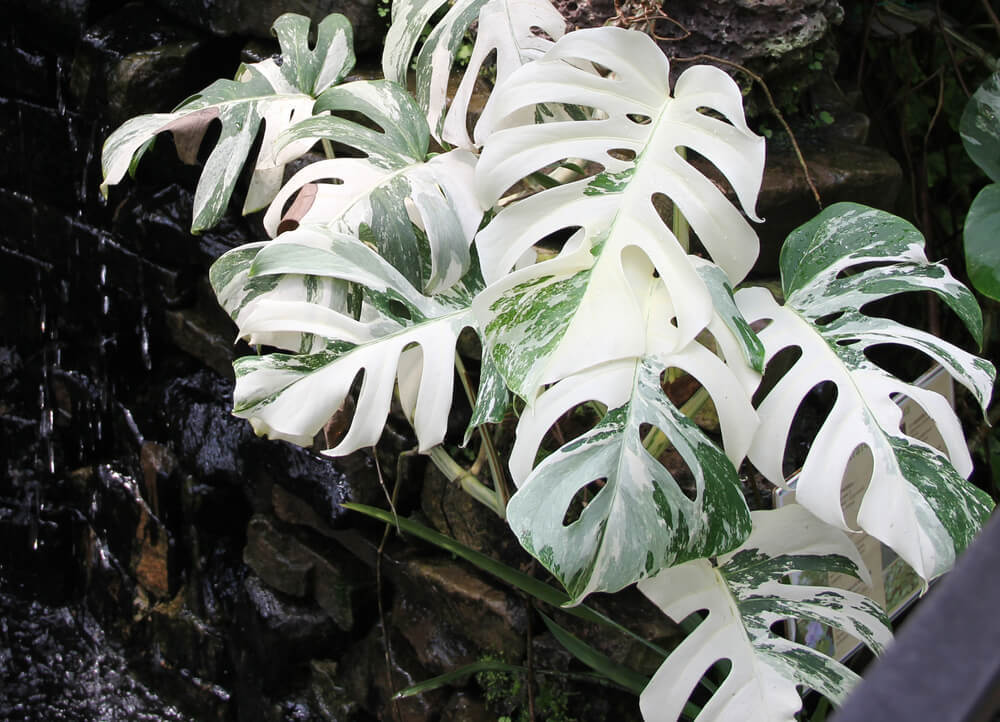 Top 5 aesthetic indoor plants in Qatar that will