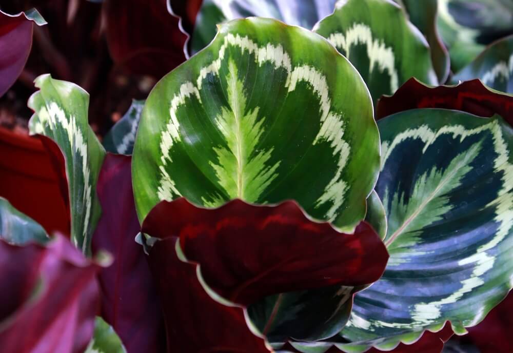 Top 5 aesthetic indoor plants in Qatar that will