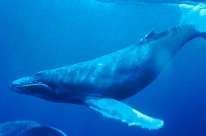 13 Mar Humpback Whale Underwater Shot