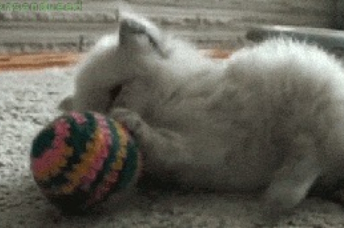 catgiphy