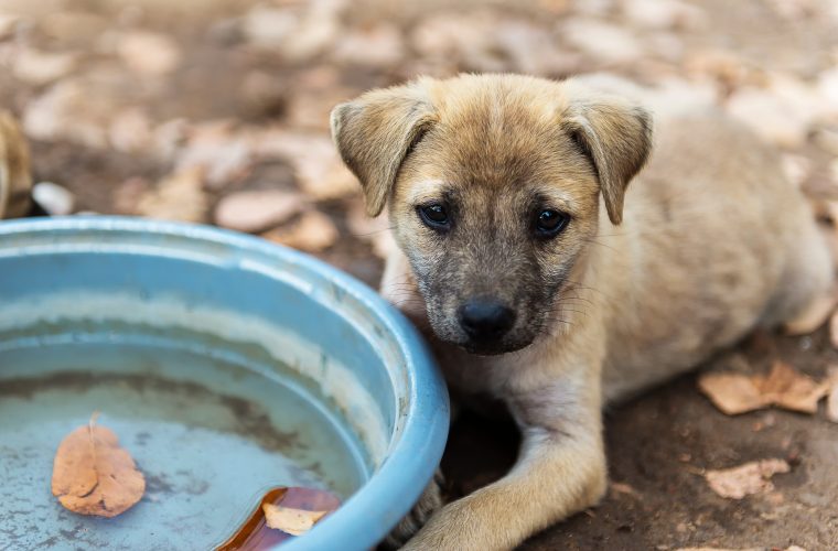 Who let the dogs out shedding light on Qatar’s strays