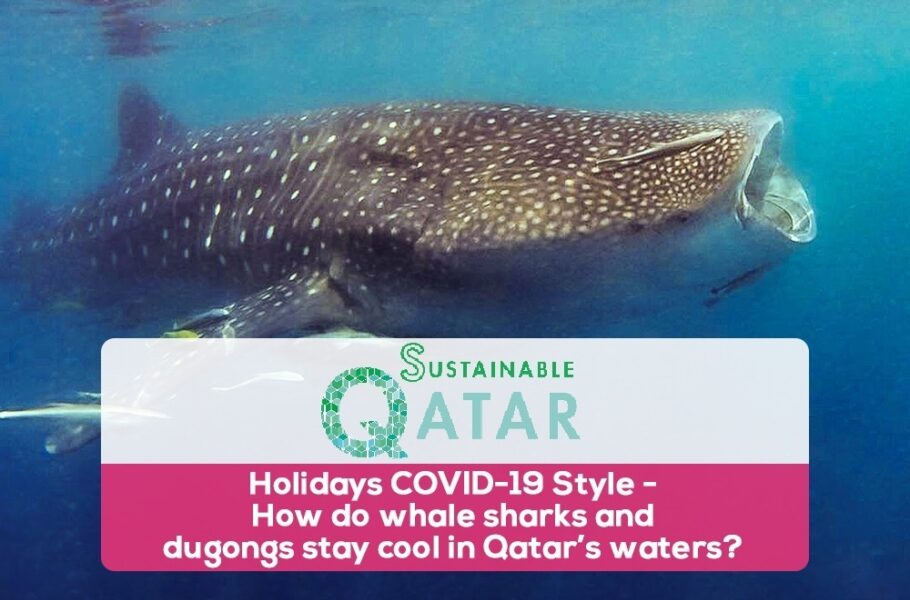 Holidays-COVID-19-Style-How-do-whale-sharks-and-dugongs-stay-cool-in-Qatars-waters