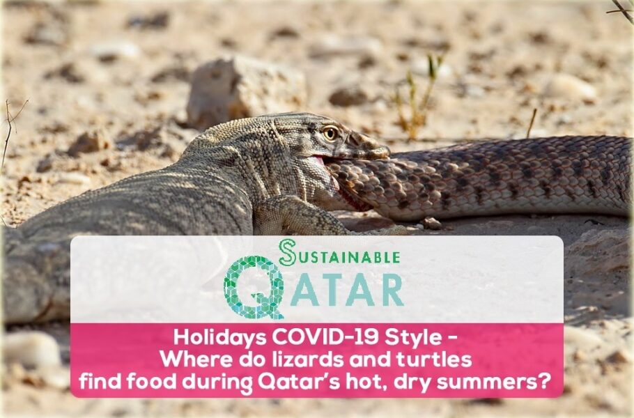 Lizard Qatar ILoveQatar.net | Holidays COVID-19 Style - Where do lizards and turtles ...