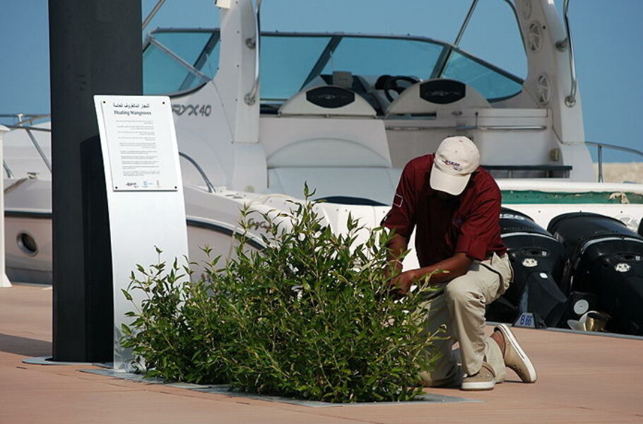 Floating mangroves project a success at Mourjan