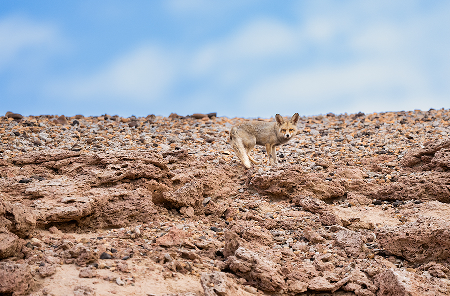 Qatari Fox ILoveQatar.net | Meet Hamad Al Khulaifi - A Qatari wildlife ...