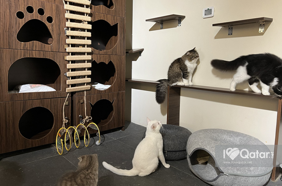 What to expect at Kitty Cafe in Lusail