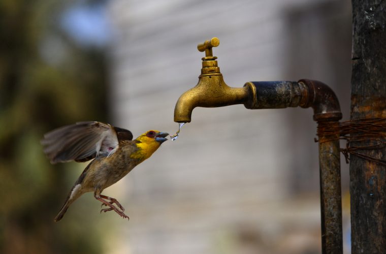 Katara initiative to give drinking water to birds