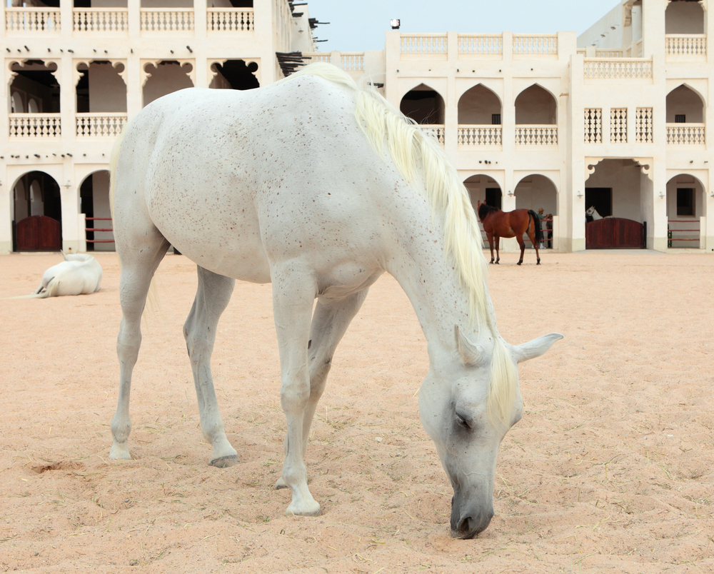 Souq Waqif