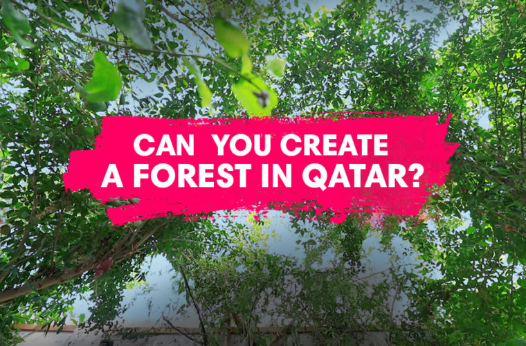ILoveQatar.net | Can you create a low-cost forest on your own in Qatar ...